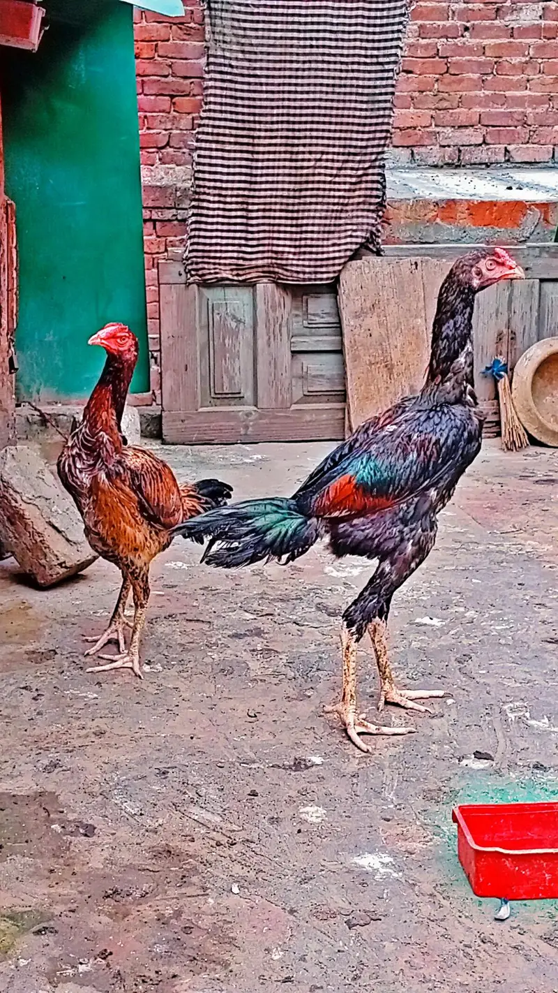 shamo cros pair age 5 month for sale loct gujranwala ph no 03246486506 — photo 3