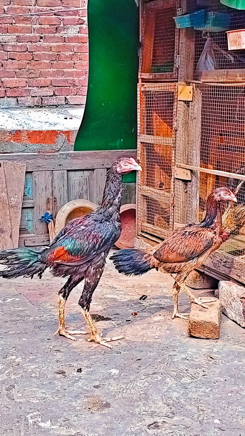 shamo cros pair age 5 month for sale loct gujranwala ph no 03246486506 — photo 4