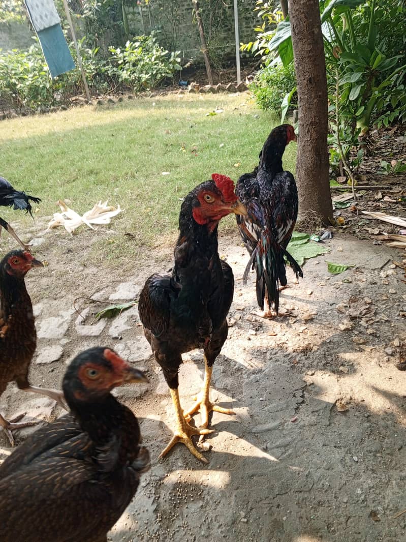 مورغئ اسیل گھر کی 0