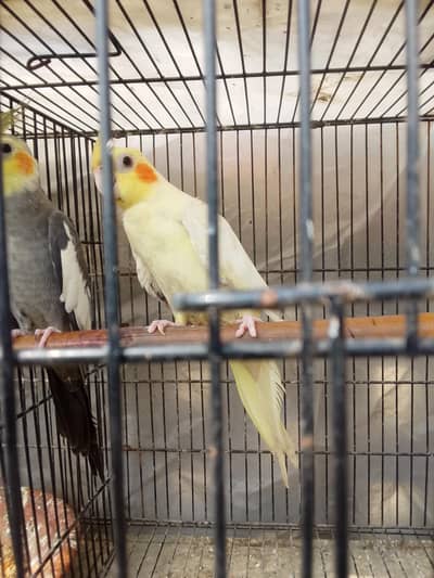 cocktail pairs breeder for sale