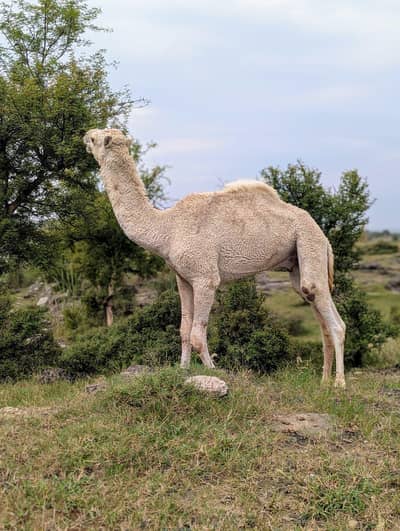 camels for sale. . .