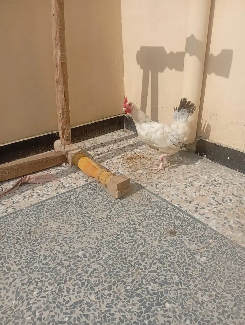 desi murgi — photo 2