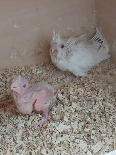 eno cocktail red eyes chicks