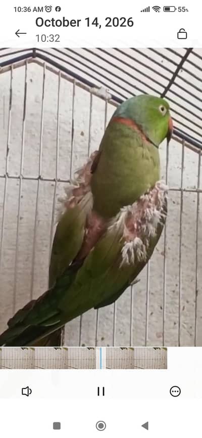 green parrot
