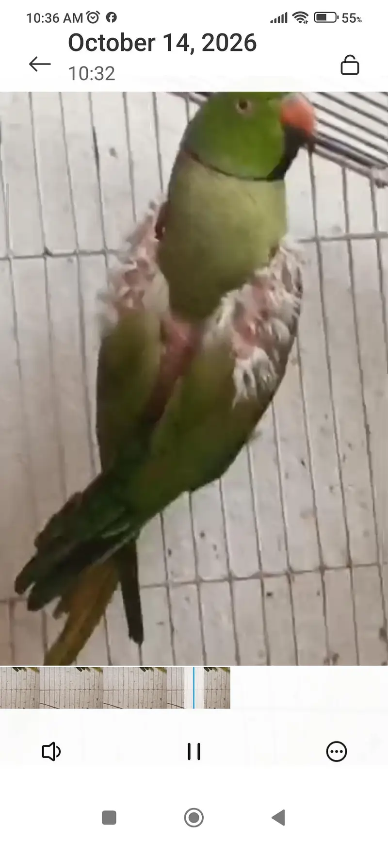 green parrot — photo 2
