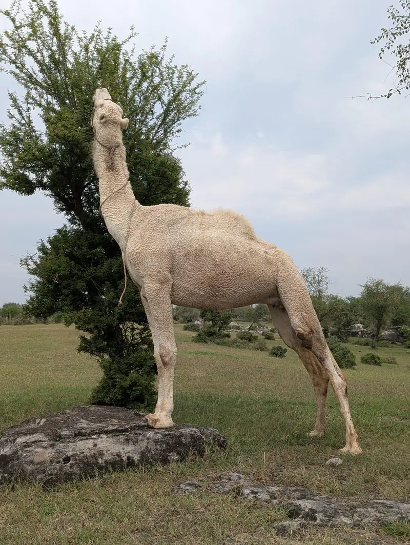 camels for sale. . . — photo 2