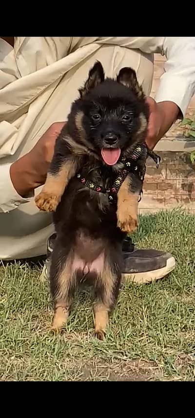 German shepherd Female