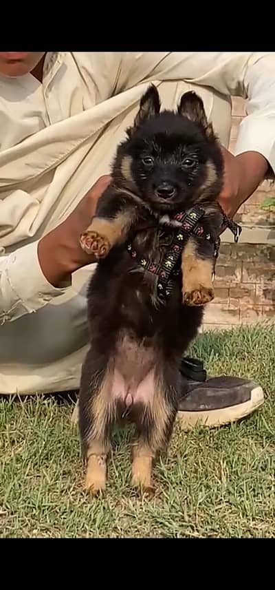 German shepherd Female