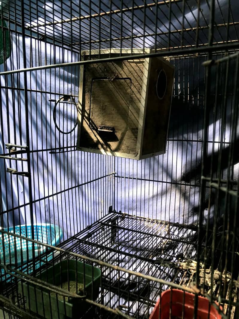 Cage do khano ka 2