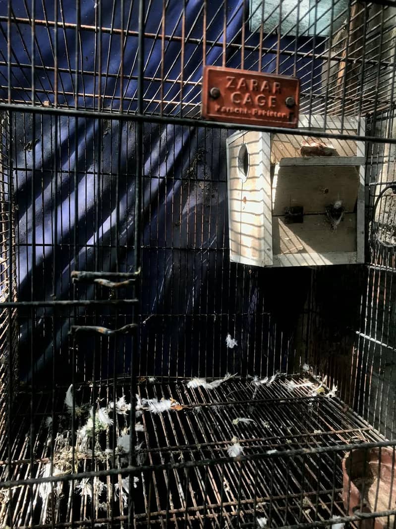 Cage do khano ka 3