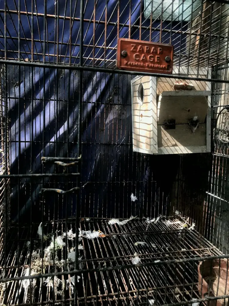 Cage do khano ka — photo 4