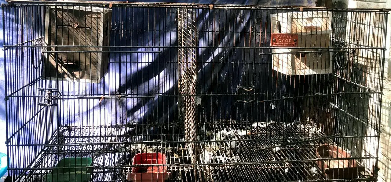 Cage do khano ka — photo 5