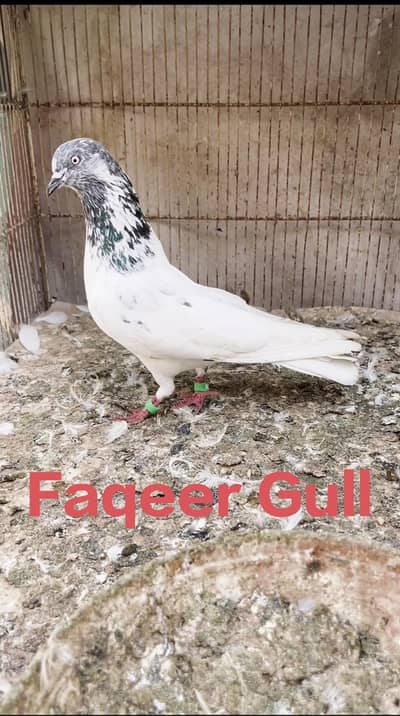 2 beautiful pigeon