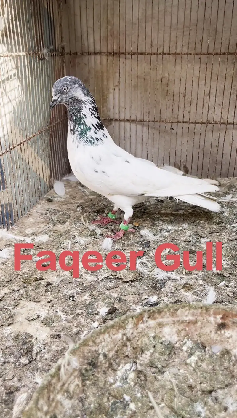2 beautiful pigeon — photo 2