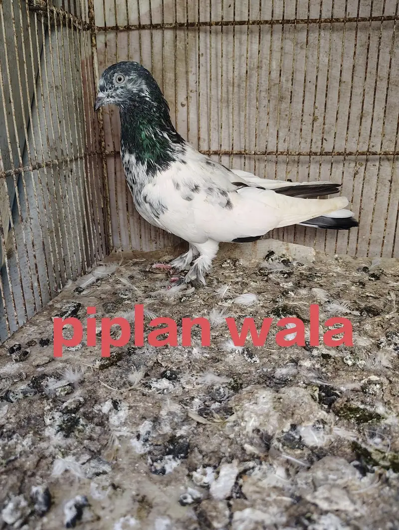 2 beautiful pigeon — photo 3
