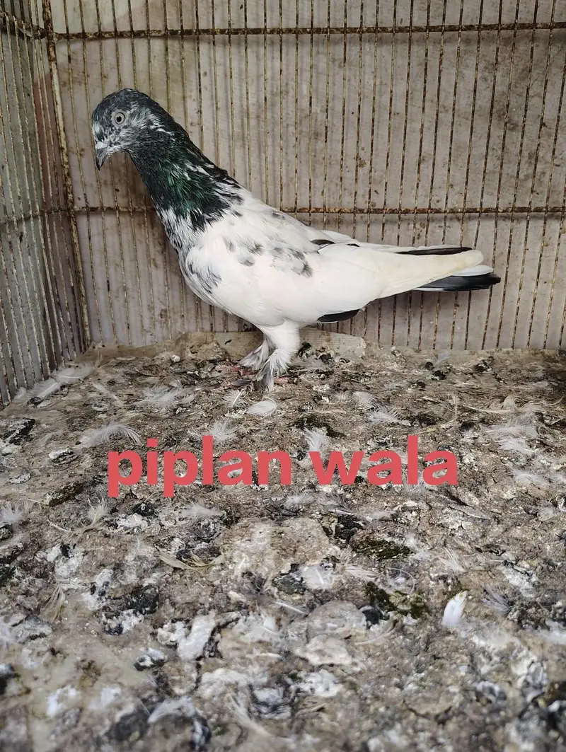 2 beautiful pigeon — photo 4