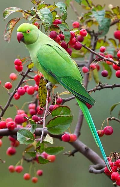 Green parrot