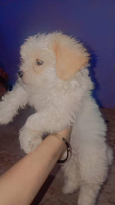health and active puppy