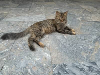 Persian double coat breeder