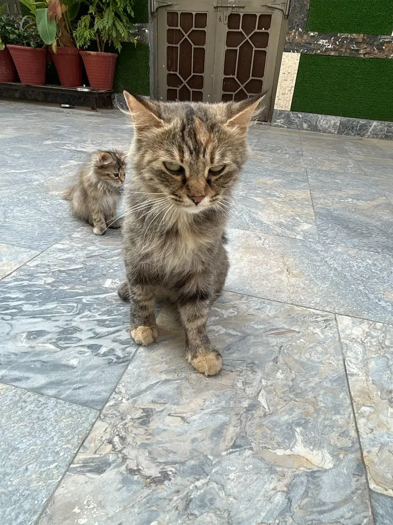 Persian double coat breeder — photo 2