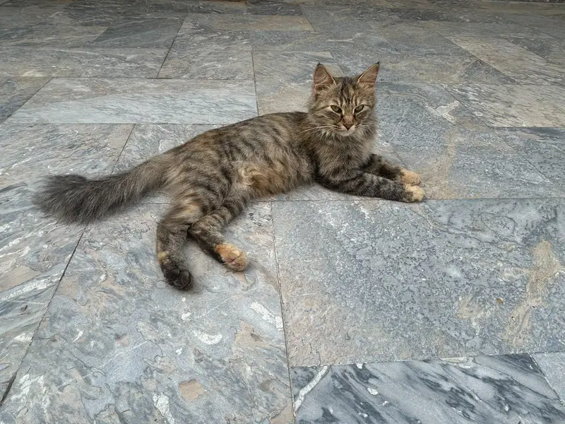 Persian double coat breeder — photo 3