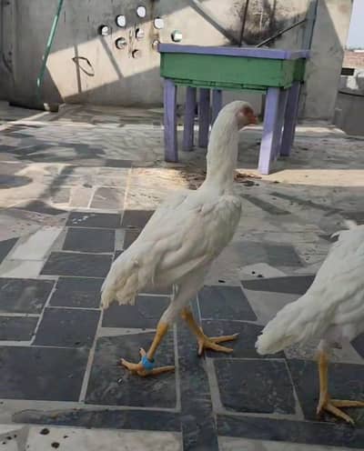 White Shamo Germen pair