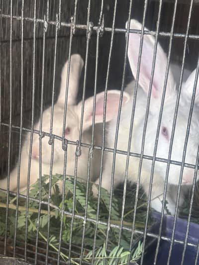 Pure newzeland 2 males for sale A++ quality 5kg blood line