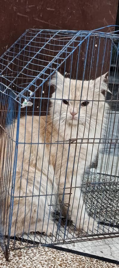 Persian female cat looking for a new Home