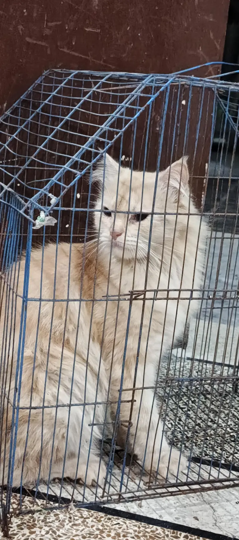 Persian female cat looking for a new Home — photo 2