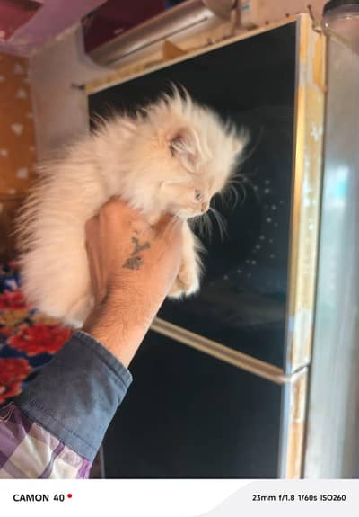 Russian cat baby sale 3 cot 03197279132