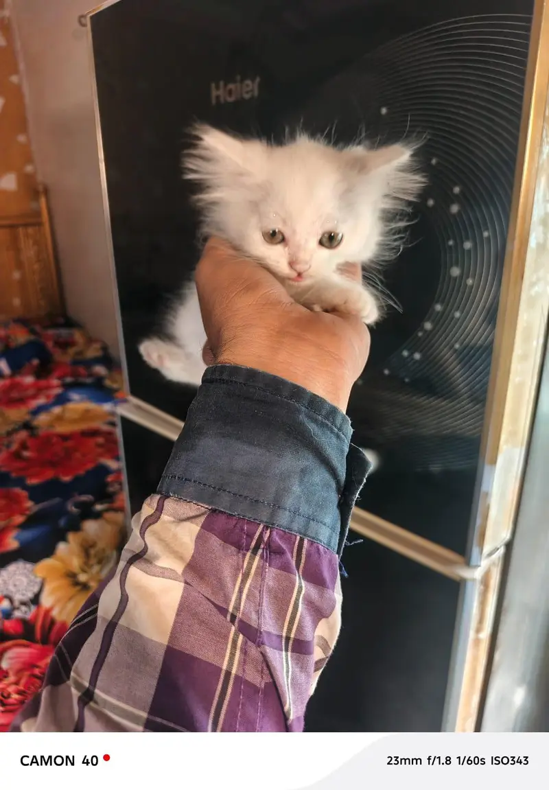 Russian cat baby sale 3 cot 03197279132 — photo 2