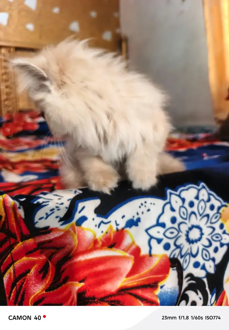 Russian cat baby sale 3 cot 03197279132 — photo 3