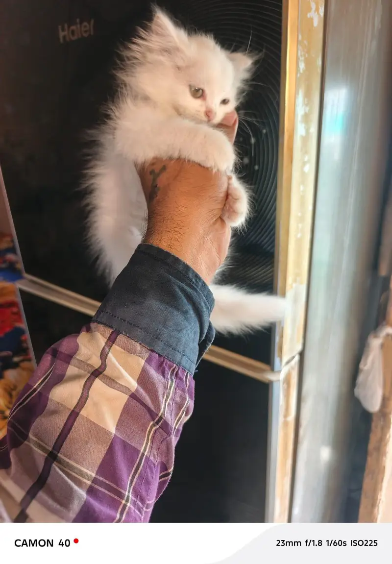 Russian cat baby sale 3 cot 03197279132 — photo 4