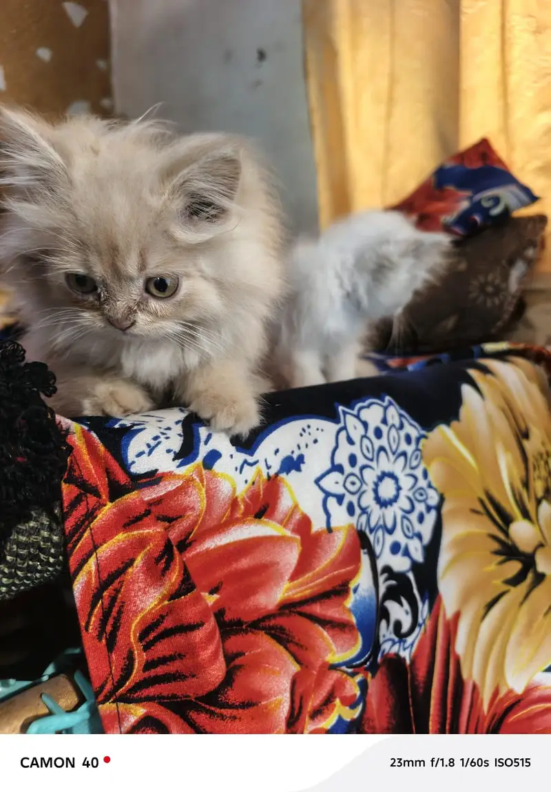 Russian cat baby sale 3 cot 03197279132 — photo 5