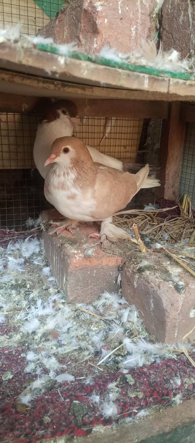 beautiful pigeon for sale breader ha sub