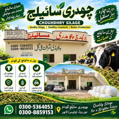 Corn Silage / Maki Silage / Animal Feeds  چوہدری سائیلج