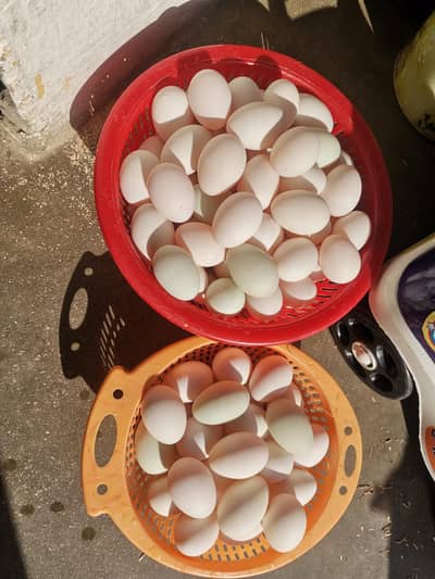 Duck & Hen egg