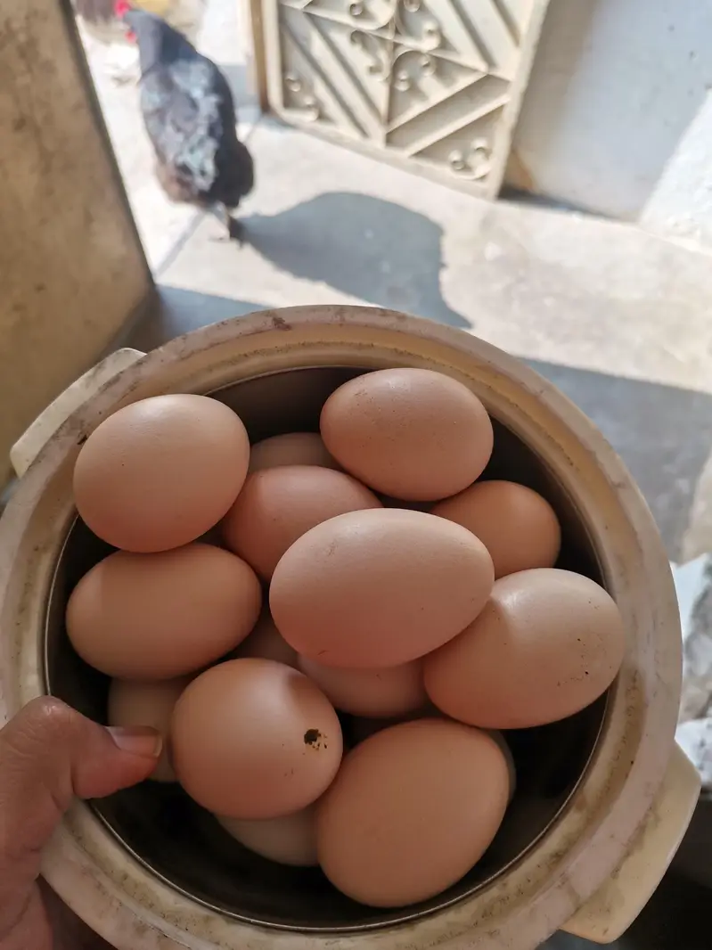 Duck & Hen egg — photo 2