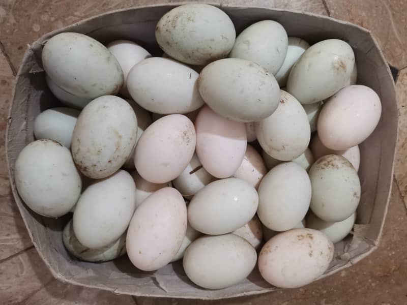 Duck & Hen egg 2