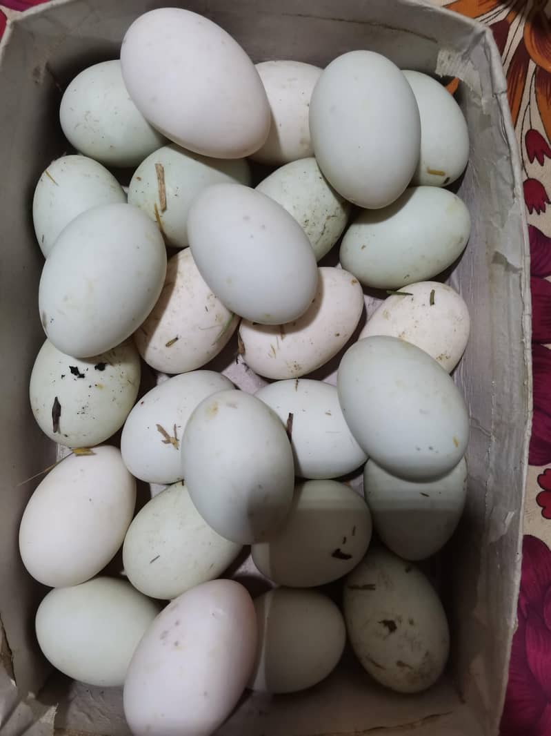 Duck & Hen egg 3
