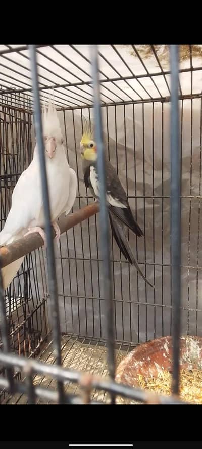 cocktail breeder pairs  03078574285 watsap