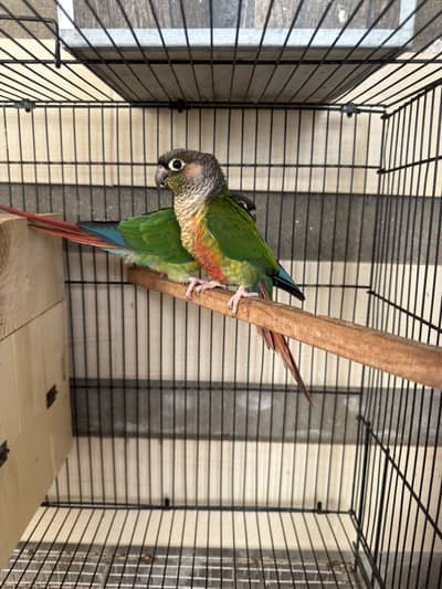 Green conure pair