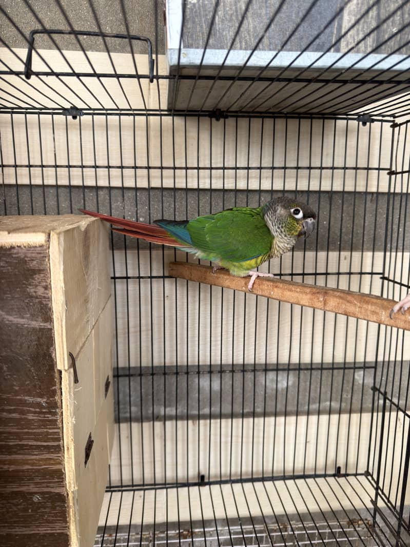 Green conure pair 1