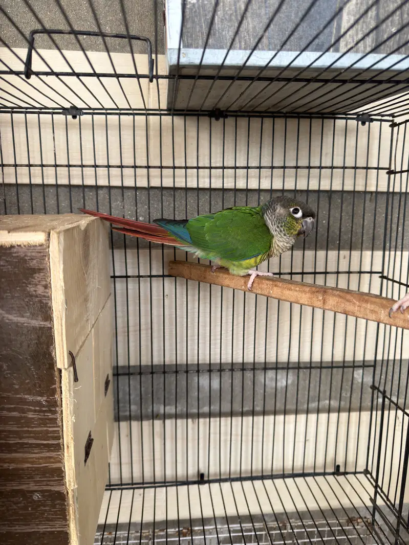 Green conure pair — photo 2