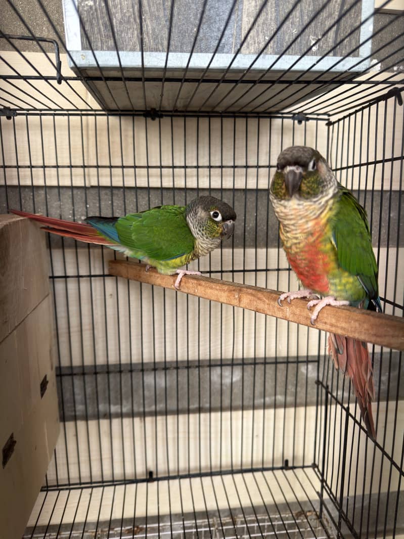 Green conure pair 2