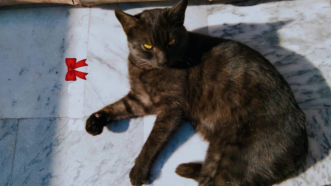 Free Black cat 0