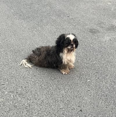 Shitzu Female ( Non Ped)