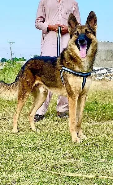 Belgium bigyari mail 8 mahnt for sale active and healthy available