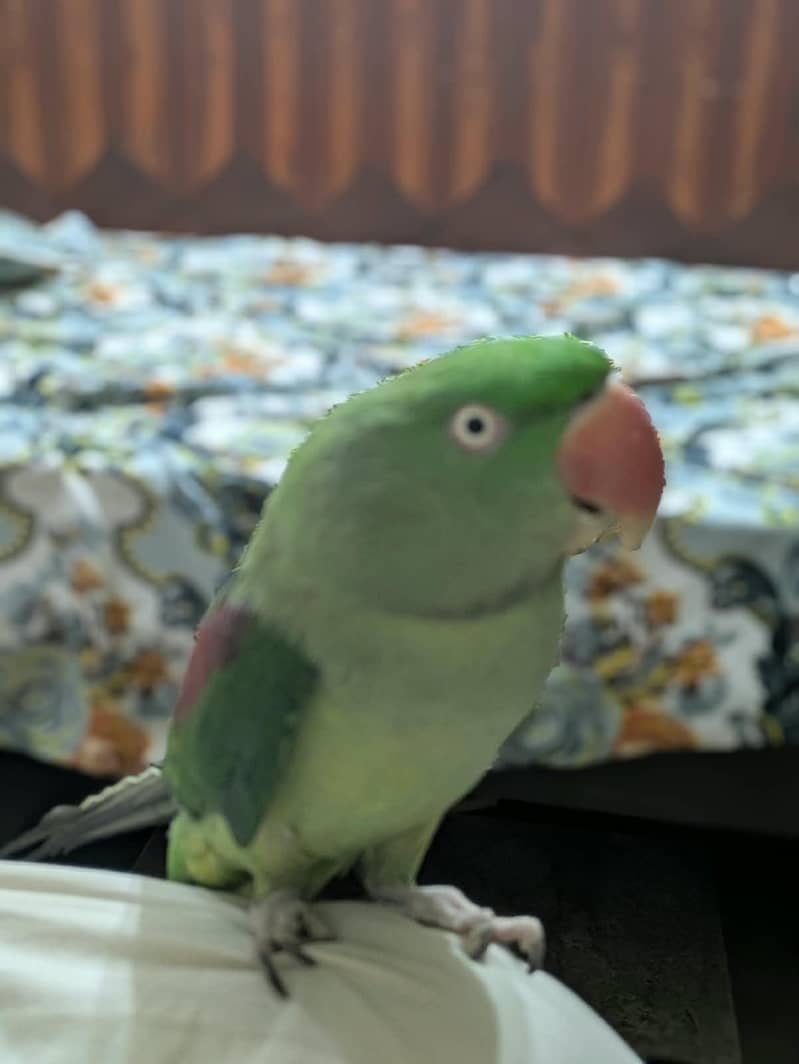 Rawparrot 0