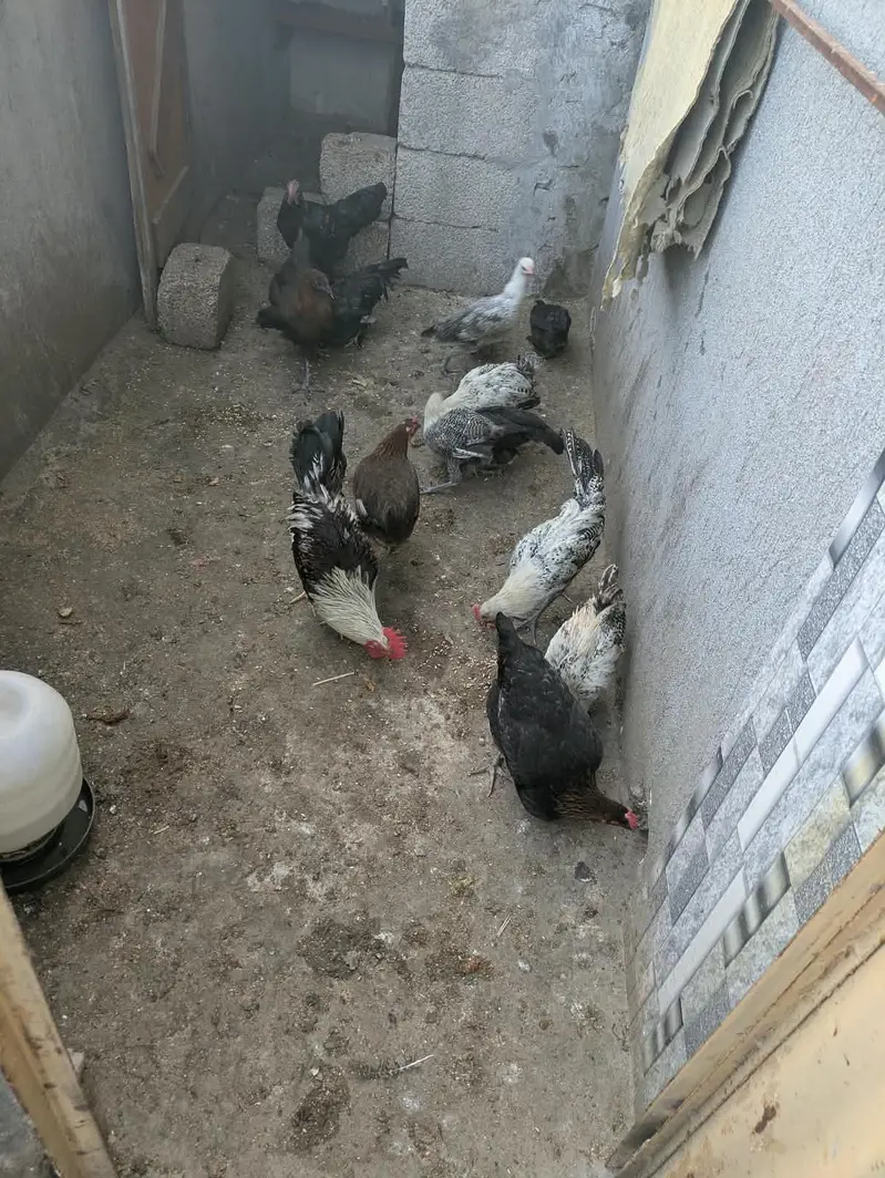 Rawparrot — photo 2